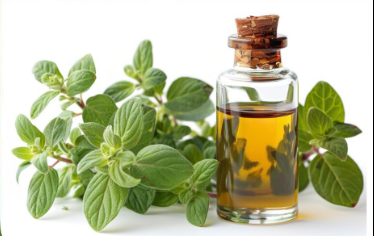 Oregano oil